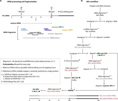 tRNA Fragments Populations Analysis in Mutants Affecting tRNAs Processing and tRNA Methylation